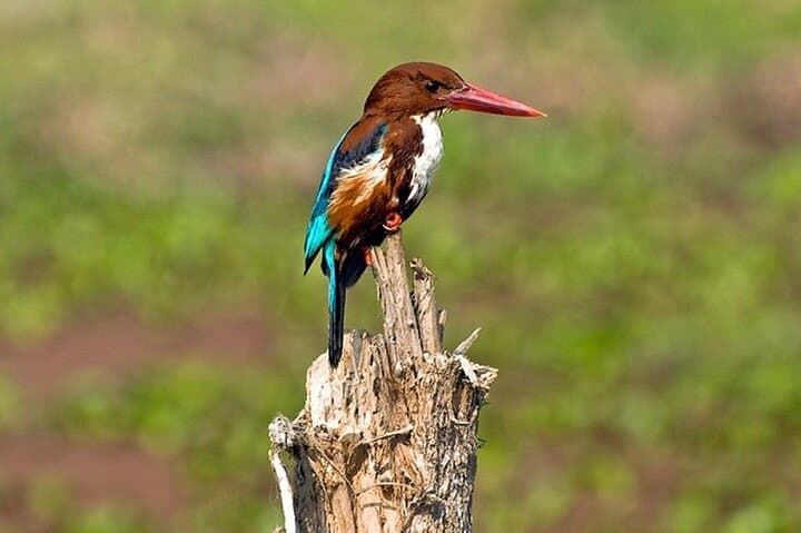 Chitwan 2-Night All-Inclusive Jungle Safari in Sauraha photo 2