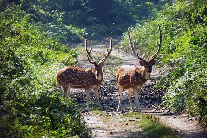 Chitwan 2-Night All-Inclusive Jungle Safari in Sauraha photo 6