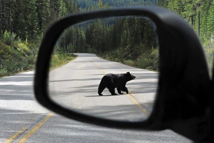 Banff Wildlife and Johnston Canyon Hiking Tour: Bow Valley Parkway Day Trip photo 4