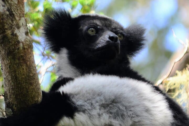Private 4WD Day Tour to Andasibe National Park — Indri Calls & Lemur Encounters