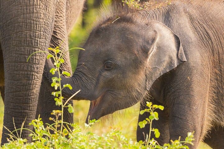 Yala Block 5 & 6 Safari — Lunugamwehera & Weheragala Leopard and Elephant Tour photo 2