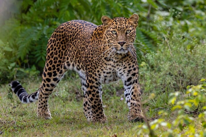 Yala Block 5 & 6 Safari — Lunugamwehera & Weheragala Leopard and Elephant Tour photo 4