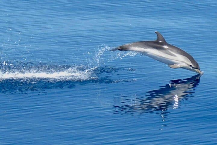 Taormina Sunset Cruise to Isola Bella — Dolphin-Spotting Evening Sail photo 1