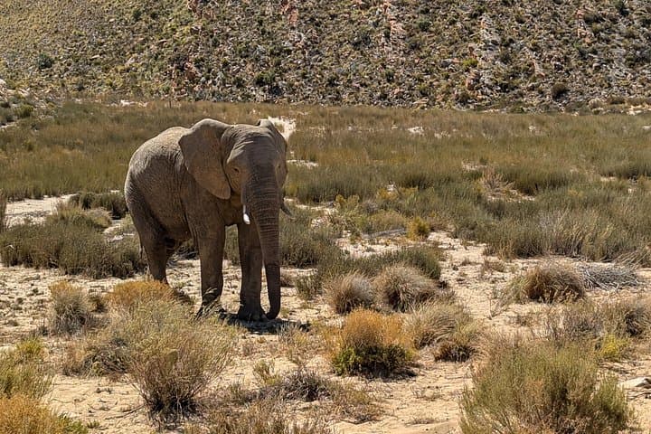 Aquila Afternoon Safari & Fairview Wine Tasting — Big Five Day Trip from Paarl photo 1