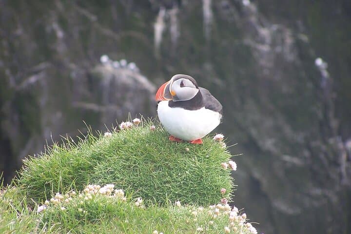 Whale Watching and Puffin Tour in Reykjavik — Faxaflói Wildlife Cruise photo 2