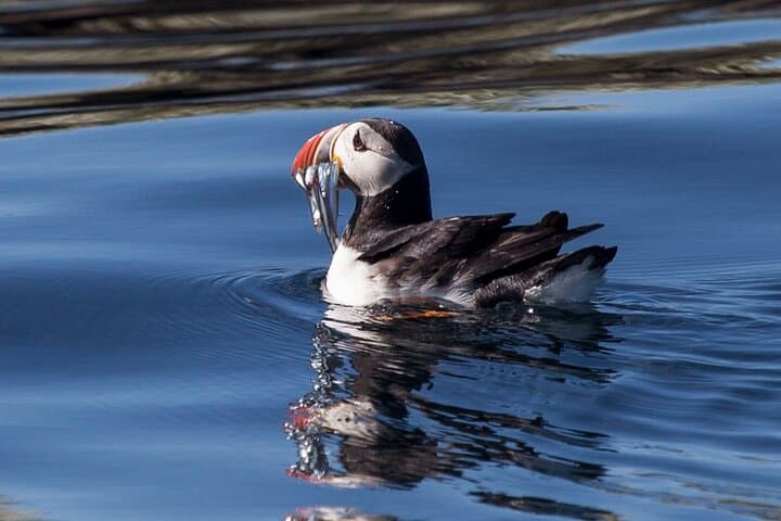 Whale Watching and Puffin Tour in Reykjavik — Faxaflói Wildlife Cruise photo 3