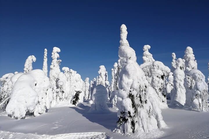 Private guiding services in Lapland with former Finnish Army guides