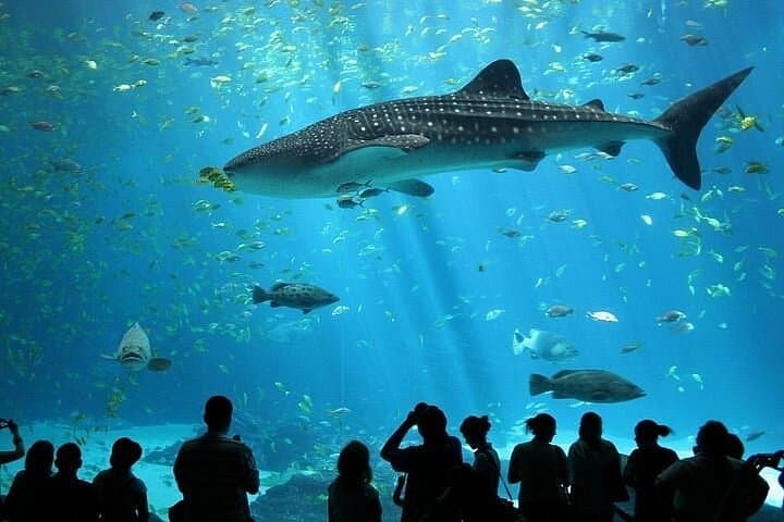 Sea Life Bangkok Aquarium Admission with Private Transfer photo 6