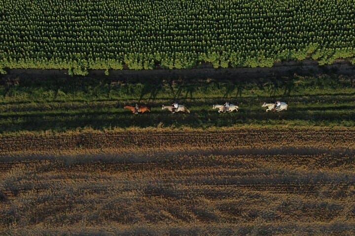Horse Riding and Wine Tasting in l'Empordà — Ride Vineyards to Clos de Basella photo 4