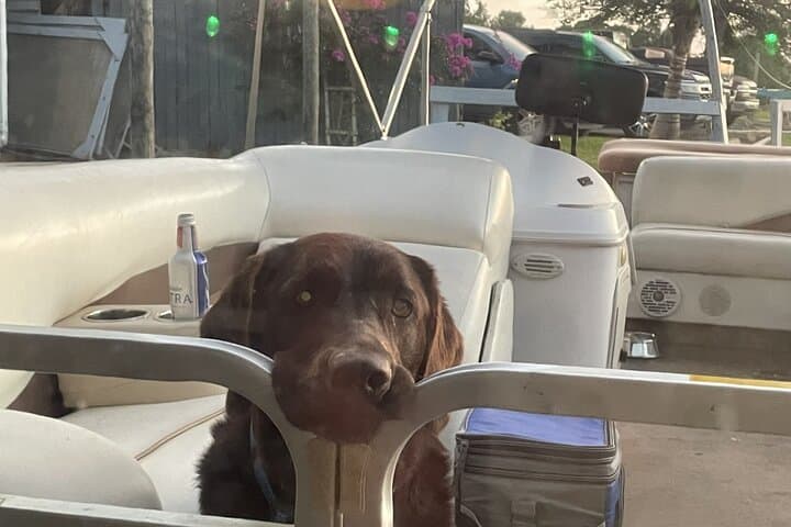 Winter Haven Chain of Lakes Pontoon Luncheon — 4-Hour Scenic Cruise photo 3