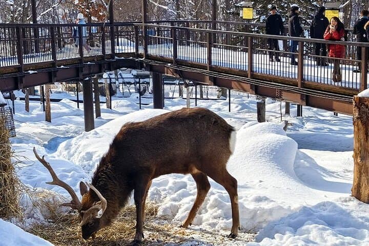 Asahiyama Zoo & Biei Blue Pond Day Tour — Shirahige Waterfall & Christmas Tree