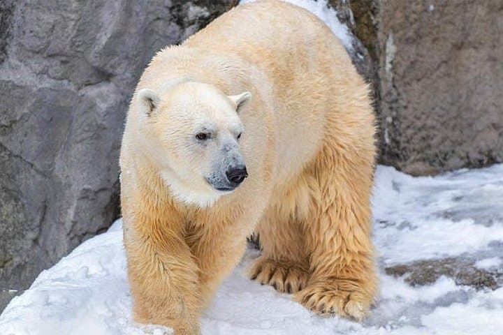Asahiyama Zoo & Biei Blue Pond Day Tour — Shirahige Waterfall & Christmas Tree photo 3