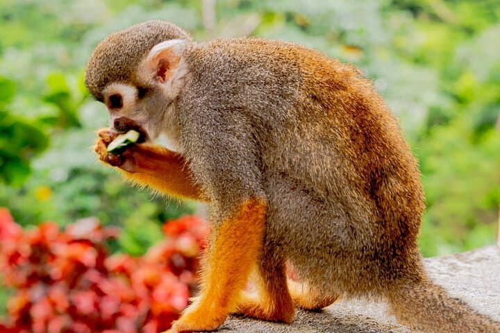 Monkeyland Samaná Shared Adventure: Up-Close Squirrel Monkey Encounter