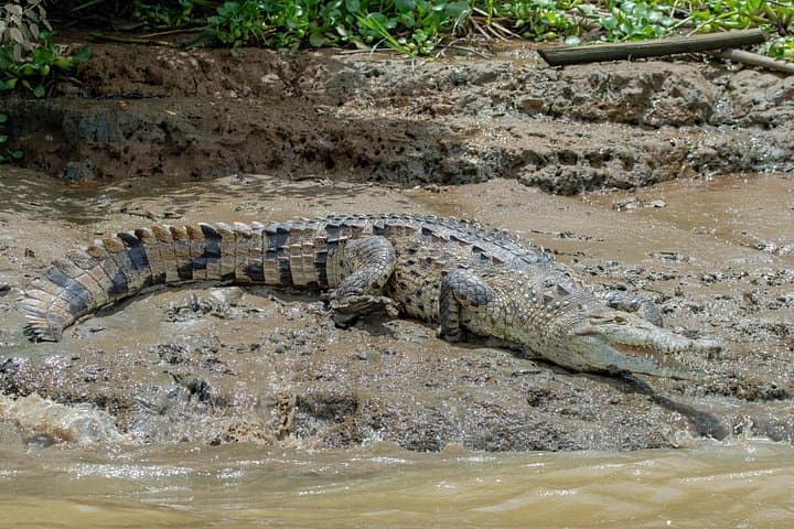 Sierpe Mangroves Boat Tour from Uvita — Wildlife Cruise in Térraba‑Sierpe Wetland