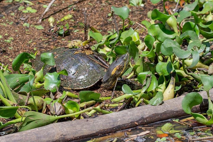 Sierpe Mangroves Boat Tour from Uvita — Wildlife Cruise in Térraba‑Sierpe Wetland photo 2