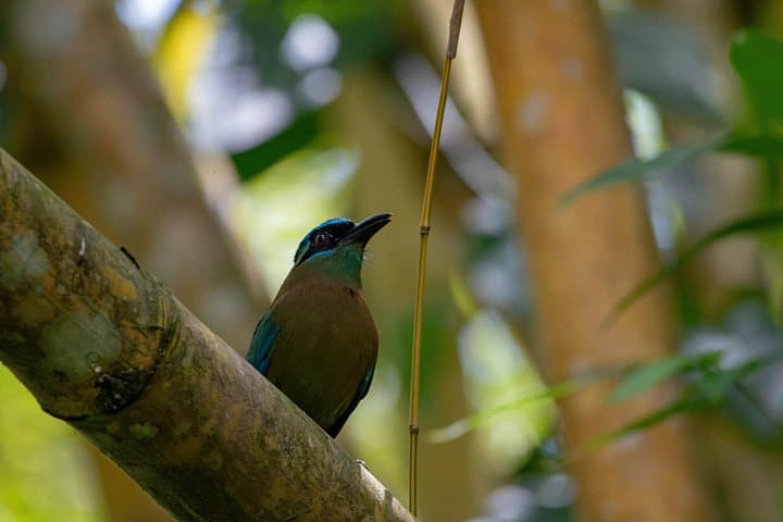 Sierpe Mangroves Boat Tour from Uvita — Wildlife Cruise in Térraba‑Sierpe Wetland photo 3