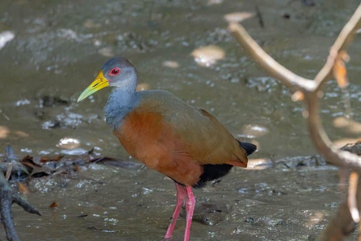 Sierpe Mangroves Boat Tour from Uvita — Wildlife Cruise in Térraba‑Sierpe Wetland photo 4