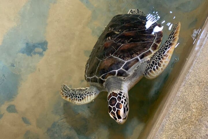 Galle Day Trip & Stilt Fishermen: Turtle Hatchery, Jungle Beach & Rumassala Views photo 6