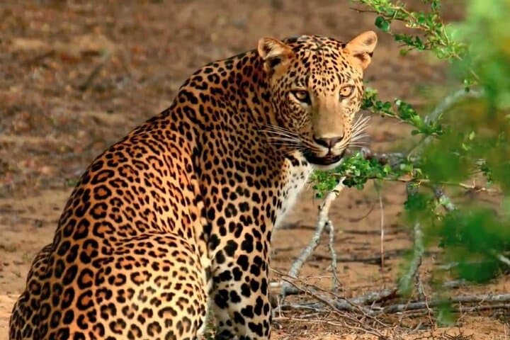 Wilpattu National Park Private Day Safari — Leopard, Elephant & Bird Watching