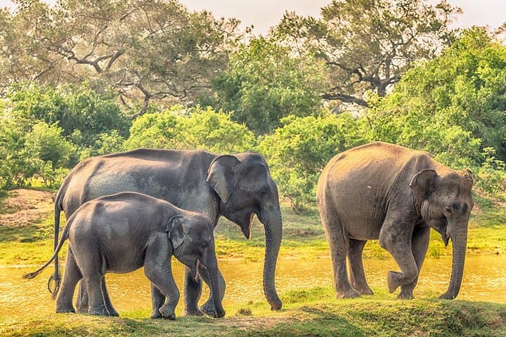 Yala Safari Day Trip: Leopard Sightings from Sri Lanka’s South Coast to Ella photo 2