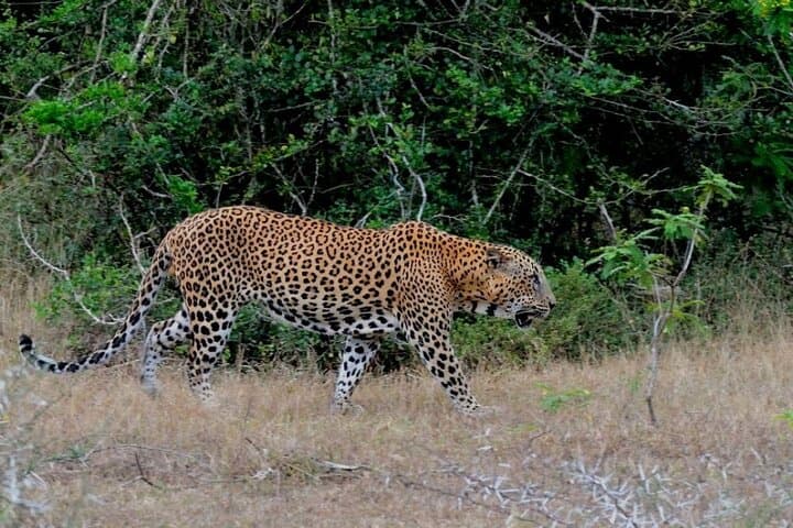 Yala Safari Day Trip: Leopard Sightings from Sri Lanka’s South Coast to Ella photo 4