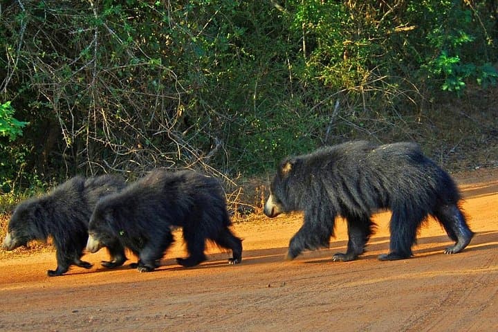 Yala Safari from Arugam Bay — Day Jeep Safari with Flexible Drop-offs photo 3