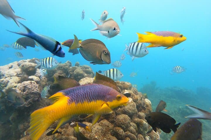 Sosua Snorkeling: Two Reefs and a Beach Day in the Dominican Republic photo 5