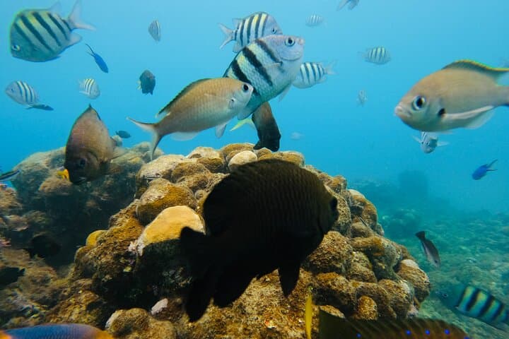 Sosua Snorkeling: Two Reefs and a Beach Day in the Dominican Republic photo 6