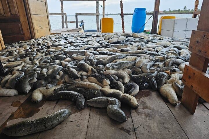 Hands-On Sea Cucumber Farming Tour in Jaffna: Marine Culture Experience photo 2
