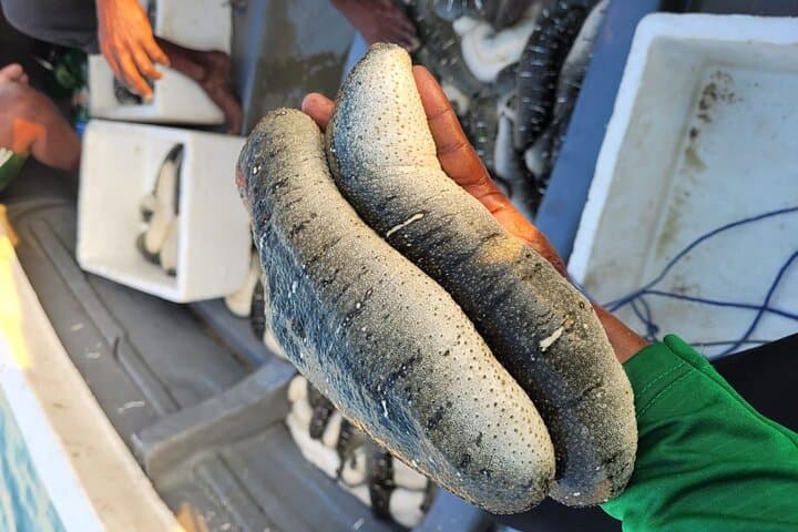 Hands-On Sea Cucumber Farming Tour in Jaffna: Marine Culture Experience photo 5