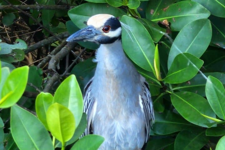 Backwater Wildlife and Boat Tour — Piñones Mangroves & Sandbar Swim