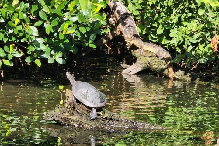 Backwater Wildlife and Boat Tour — Piñones Mangroves & Sandbar Swim photo 4