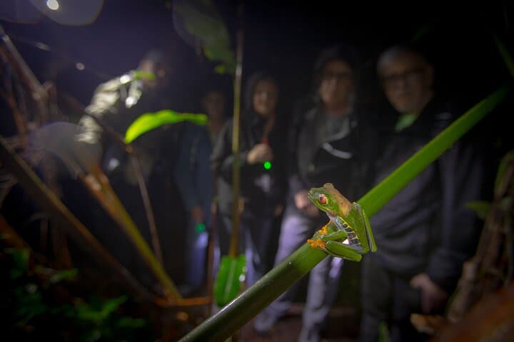 Dawn Canoe, Jaguar Trail Hike & Night Walk — Tortuguero 3‑Activity Package photo 4