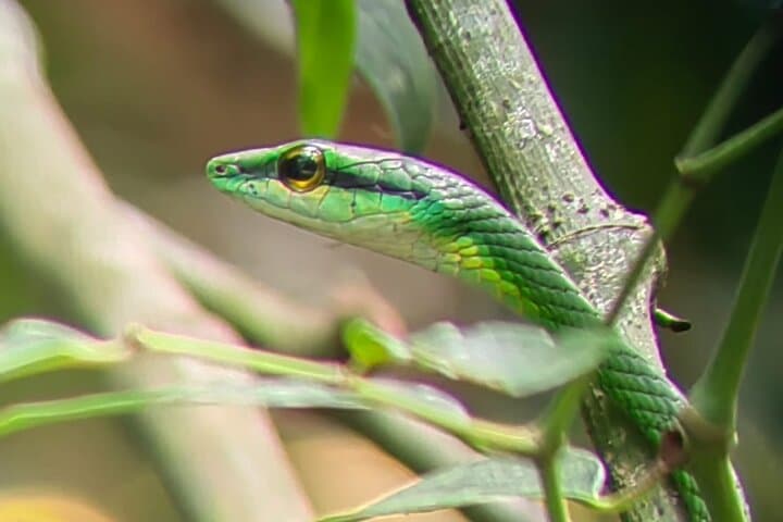 Manuel Antonio Guided Wildlife Walk with Park Admission photo 5