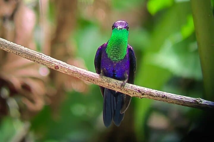 Manuel Antonio Guided Wildlife Walk with Park Admission photo 4