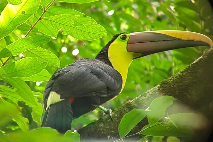 Manuel Antonio Guided Wildlife Walk with Park Admission photo 3