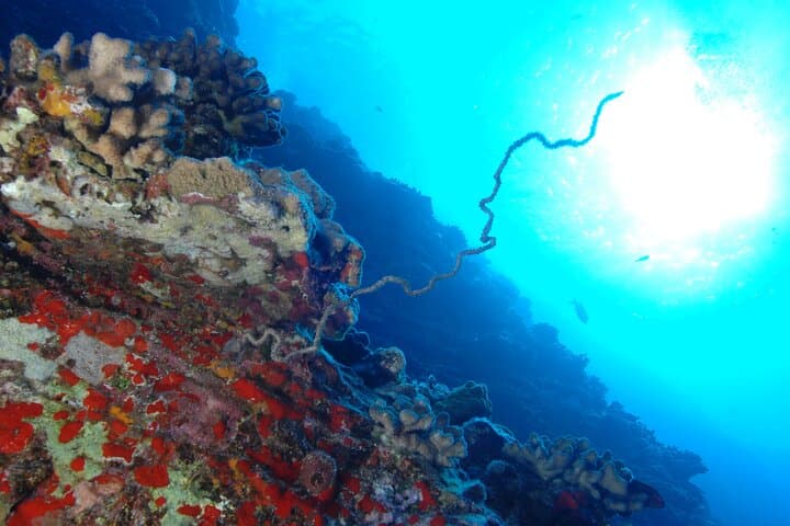 Molokini 3‑Tank Advanced Dive: Back Wall Drift, Wasteland Pinnacles & Wrecks photo 4