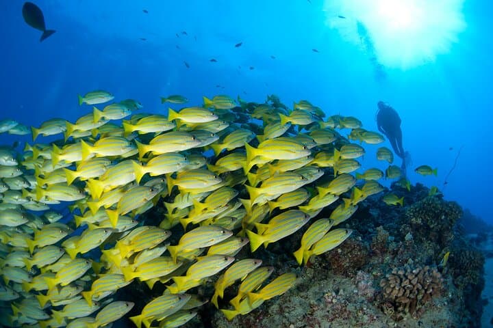 Molokini 3‑Tank Advanced Dive: Back Wall Drift, Wasteland Pinnacles & Wrecks photo 5