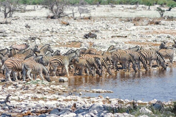 3-Day Etosha Wildlife Encounters: Big Five Safari from Windhoek