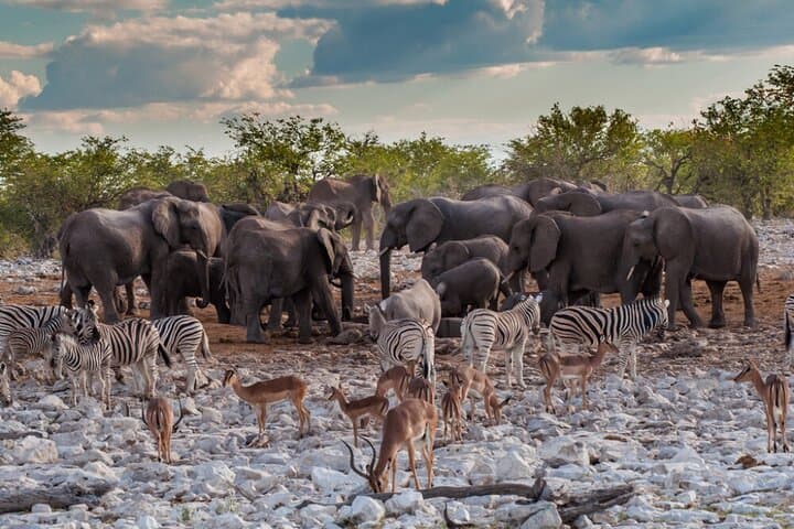 3-Day Etosha Wildlife Encounters: Big Five Safari from Windhoek photo 3