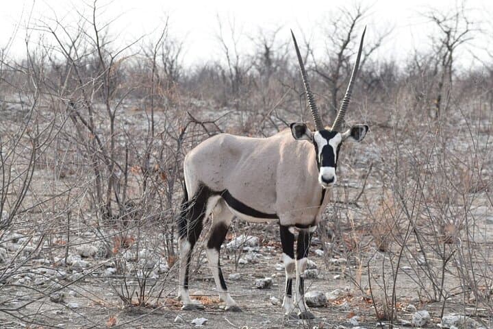 3-Day Etosha Wildlife Encounters: Big Five Safari from Windhoek photo 4