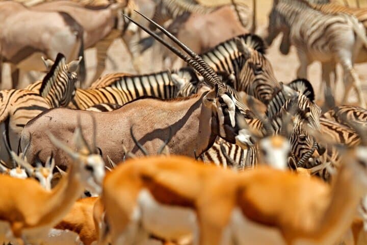 3-Day Etosha Wildlife Encounters: Big Five Safari from Windhoek photo 5