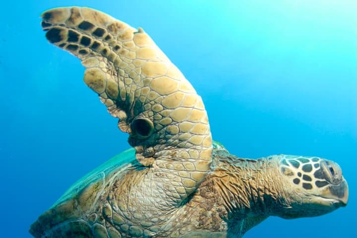 Molokini Crater Snorkel: Two‑Site Snorkeling Adventure from Kihei photo 6