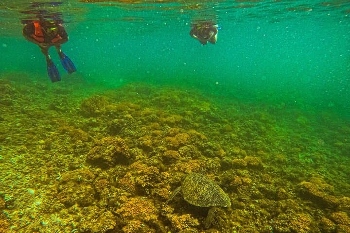 Snorkel with Whale Sharks and Sea Lions — La Paz Balandra Beach Picnic photo 4
