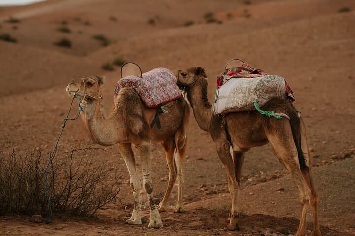 Agafay Desert Sunset: Camel Ride, Quad Biking & Dinner Show from Marrakech photo 5