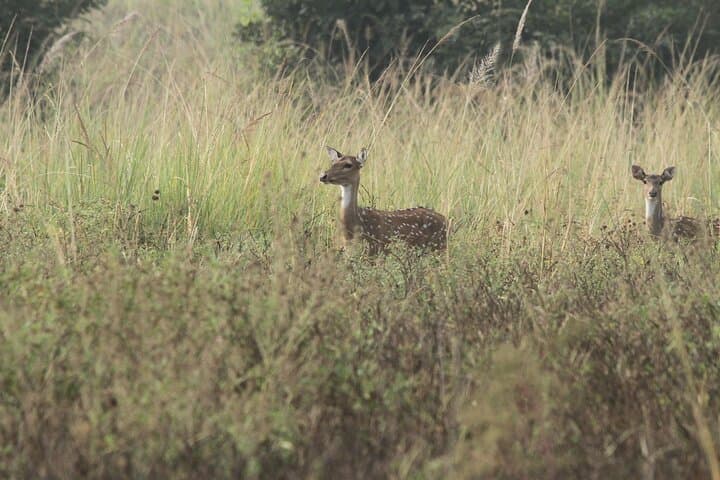 2-Day Jim Corbett National Park Safari from Delhi — Morning Jungle Safaris & Riverside Stays photo 2