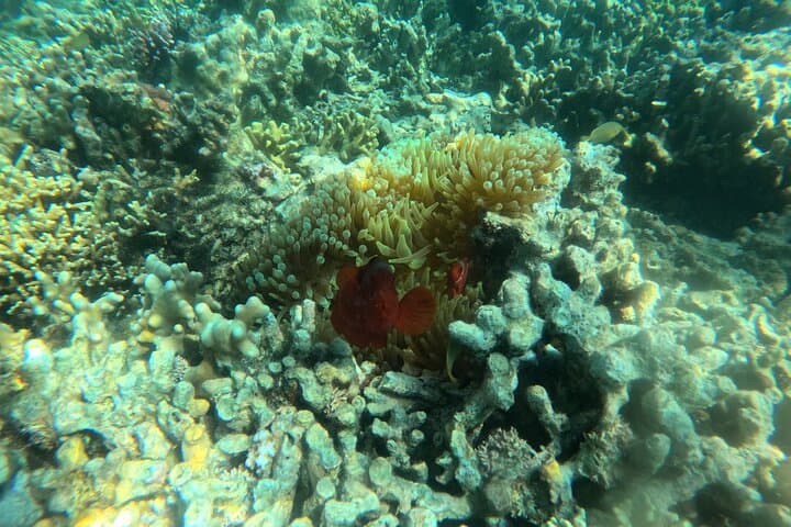 Menjangan Island Snorkeling: Bali's Hidden Underwater Gem photo 2
