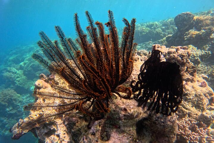 Menjangan Island Snorkeling: Bali's Hidden Underwater Gem photo 6