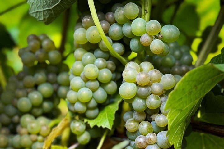 South Zealand Wine Tasting and Seafood Buffet Tour from Copenhagen photo 3