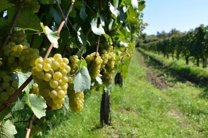 Tirana Wine Tasting & Kayak Tour with Lunch at Duka Winery photo 2